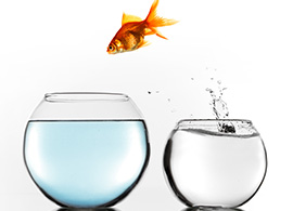 Gold Fish Jumping to Bigger Bowl 