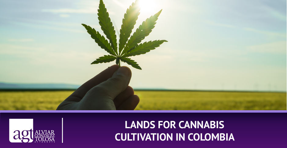 Lands for Cannabis Cultivation in Colombia Marihuana Leaf with Field for Cropping Cannabis in Colombia