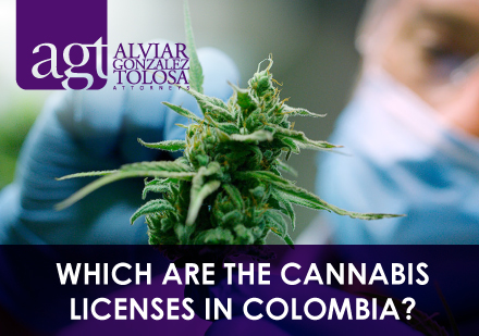 Cannabis Plant