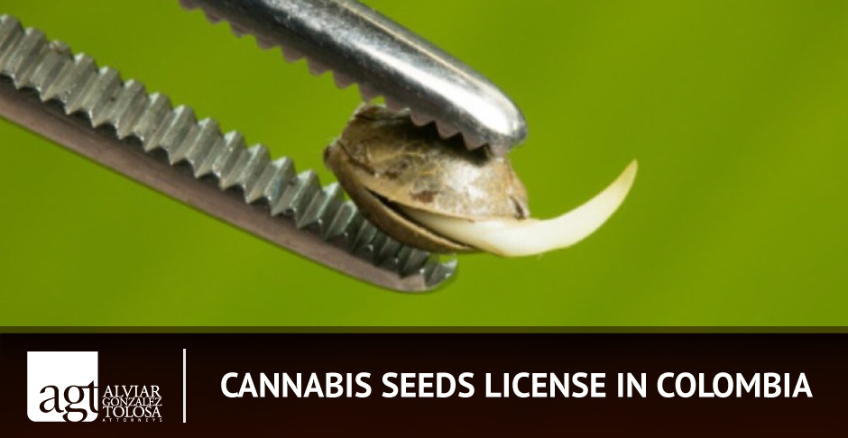 Cannabis Seeds in Colombia