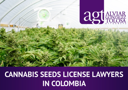 Cannabis Crops in Colombia