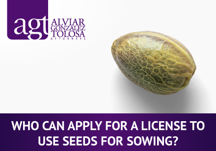Cannabis Seed