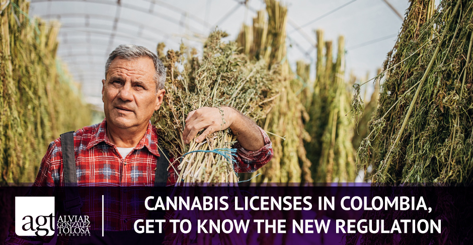 Cannabis Man With Dried Cannabis on Shoulders